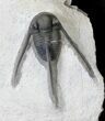 Well Prepared Cyphaspis Eberhardiei Trilobite - #19190-4